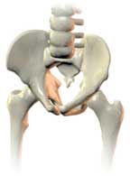 Transverse Pelvic Angle (Rotation)